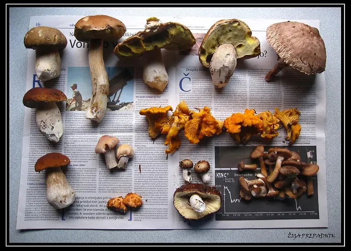 Boutique Pri Rogovilcu Vendégház