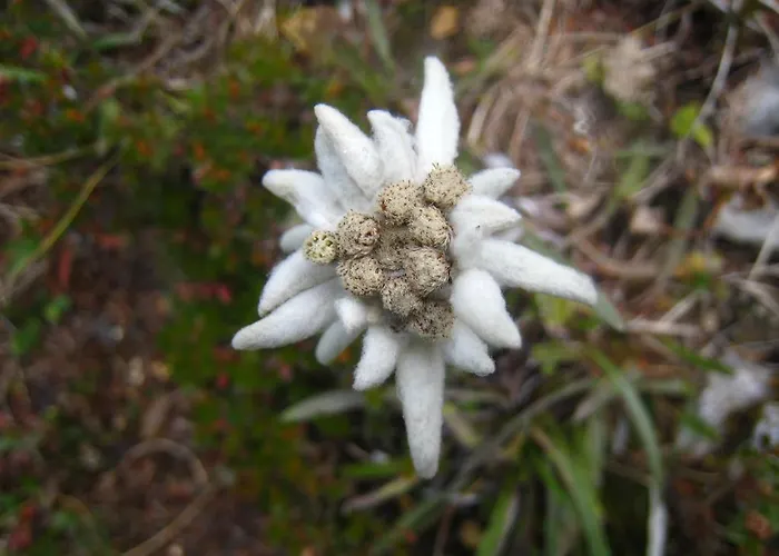 Vendégház Boutique Pri Rogovilcu 3*