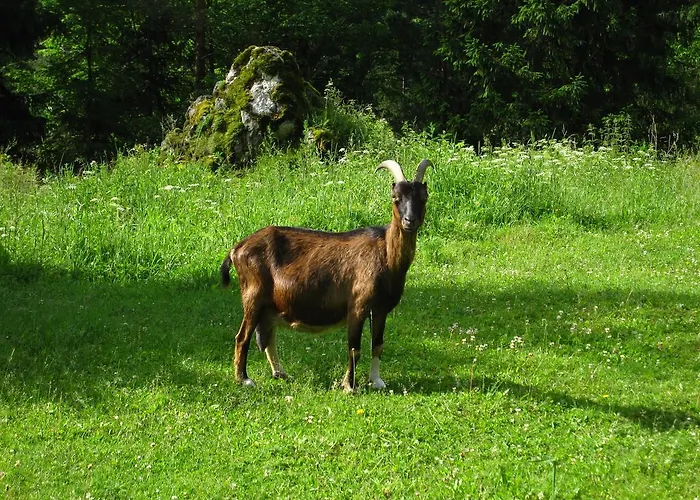 Boutique Pri Rogovilcu 3* Solčava